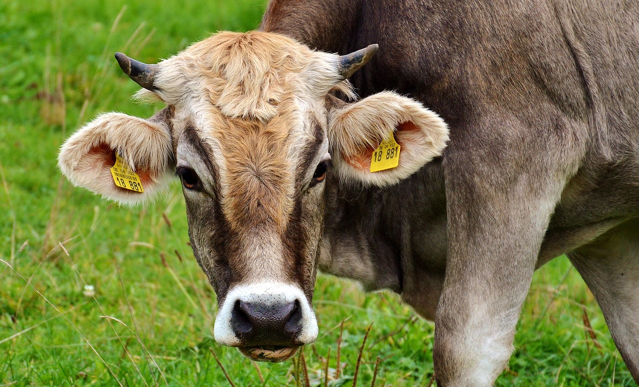 Drabina paszowa dla bydła – praktyczne rozwiązanie dla efektywnego żywienia w gospodarstwie